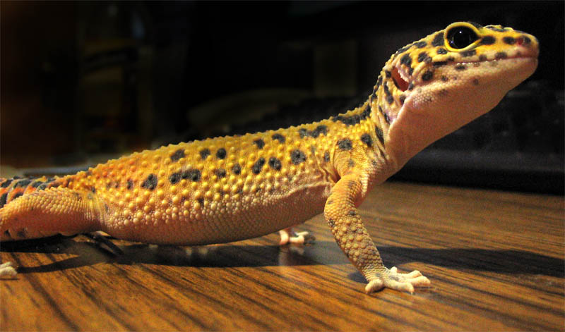 Gecko Leopardo común. Foto: Wikimedia Commons